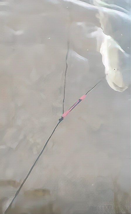 海里土龍魚 海里土龍魚 龍魚百科 第5張