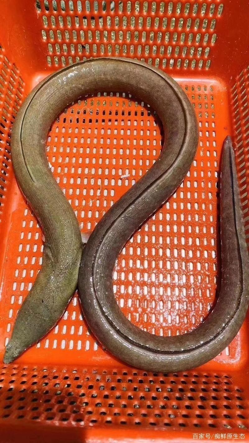 海里土龍魚 海里土龍魚 龍魚百科 第12張