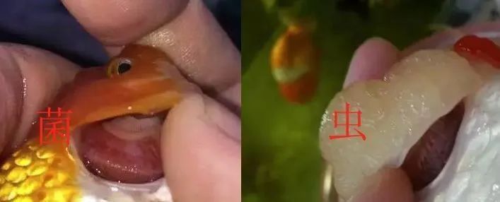 詳細說說金魚充血的癥狀有哪些？
