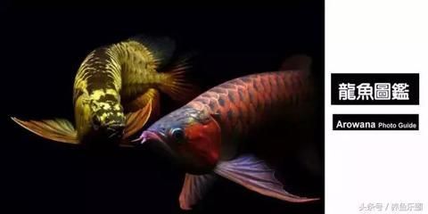 龍魚貴的原因（龍魚養殖技術要點，如何鑒別龍魚市場價格趨勢，龍魚繁殖成功率提升方法） 龍魚貴的原因（龍魚養殖技術要點，如何鑒別龍魚市場價格趨勢，龍魚繁殖成功率提升方法） 龍魚百科 第3張