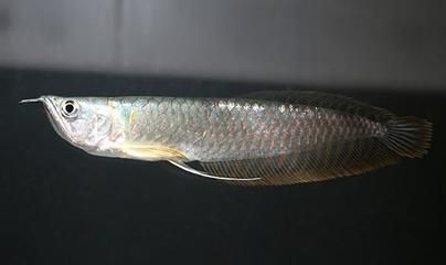 成年銀龍魚長度多少厘米正常（成年銀龍魚能長多大銀龍魚能長多大銀龍魚能長多大）