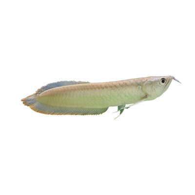 銀龍魚多久成年（銀龍魚的成年時間一般需要多久？）