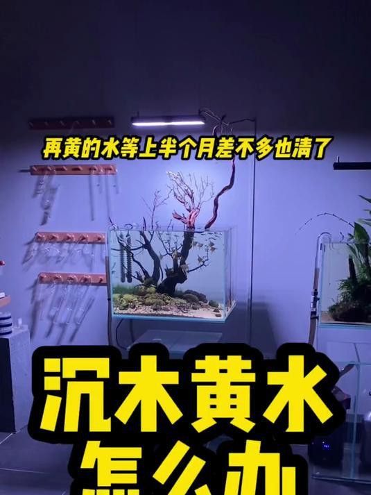 沉木放多久才不會黃水？