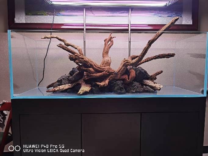 沉木放多久才不會黃水？
