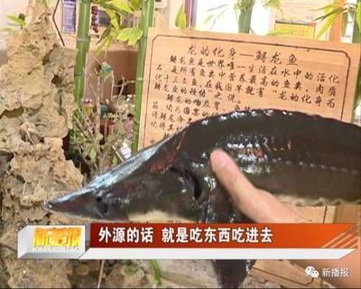 龍魚吃了異物怎么辦（龍魚吃了異物會表現出不適，如何預防龍魚誤食異物）