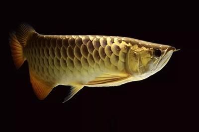 龍魚吃了異物怎么辦（龍魚吃了異物會表現出不適，如何預防龍魚誤食異物）