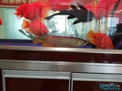 龍魚批發市場價格查詢網站：龍魚批發市場價格查詢
