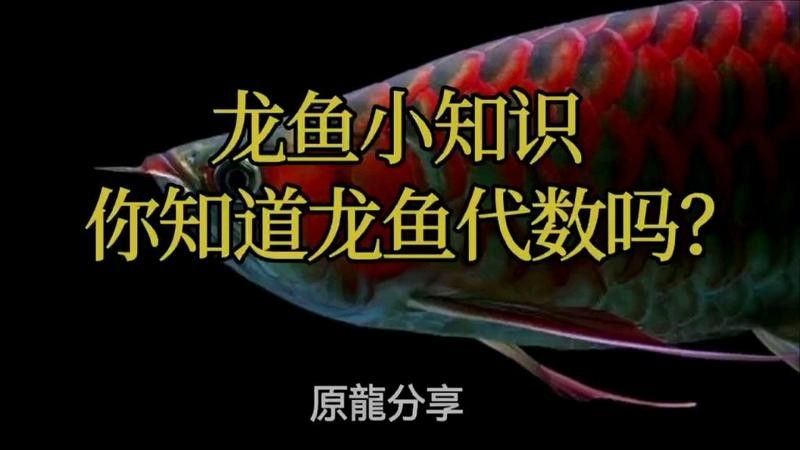 龍魚血統(tǒng)證書有何用