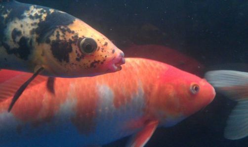 龍魚(yú)嘴爛怎么回事（龍魚(yú)嘴爛可能由多種因素引起，以下原因及其解釋和治療方法）