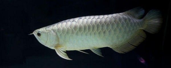 龍魚(yú)嘴爛怎么回事（龍魚(yú)嘴爛可能由多種因素引起，以下原因及其解釋和治療方法）