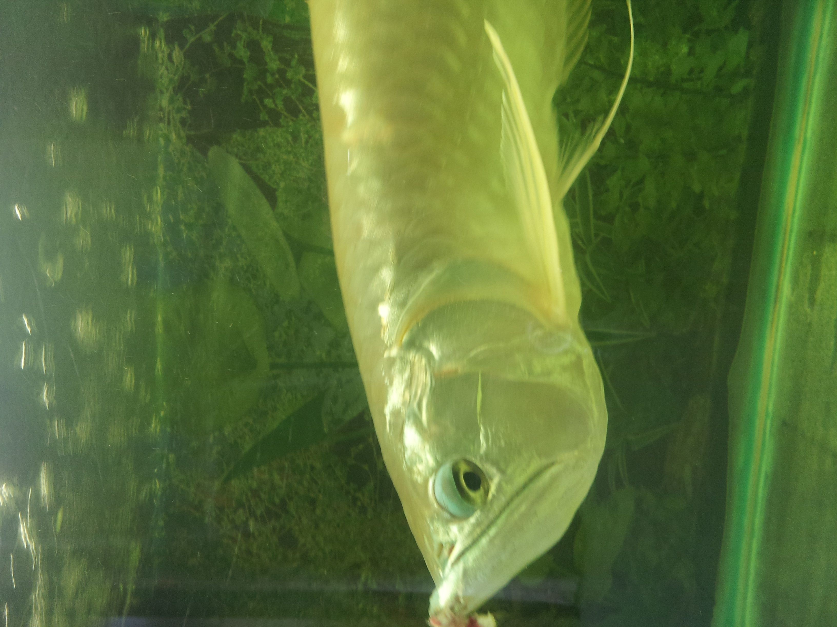 龍魚(yú)嘴爛怎么回事（龍魚(yú)嘴爛可能由多種因素引起，以下原因及其解釋和治療方法）