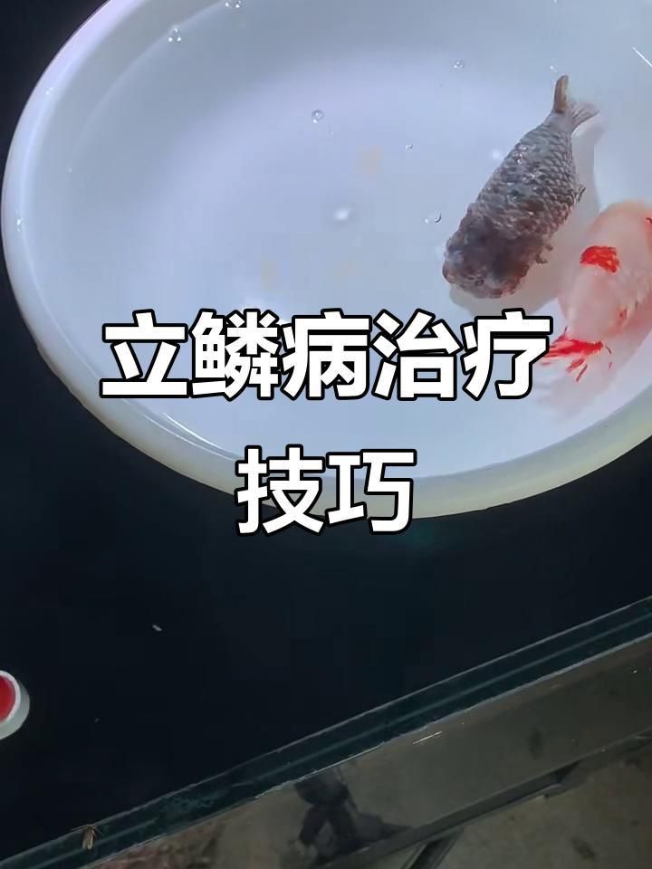 如何早期識別龍魚立鱗??？