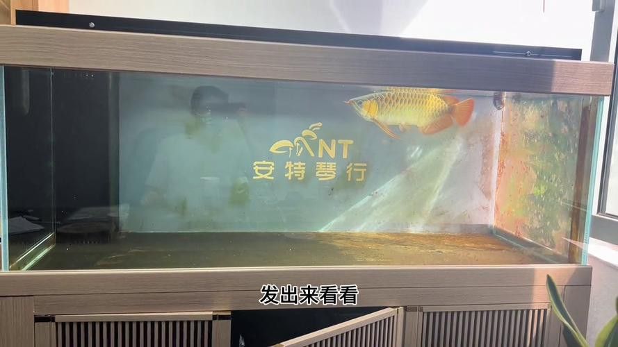 紅龍魚圖片高清 頭像大全可愛