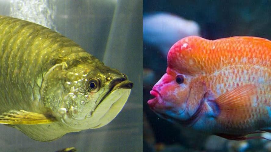 星點龍和金龍魚的區(qū)別