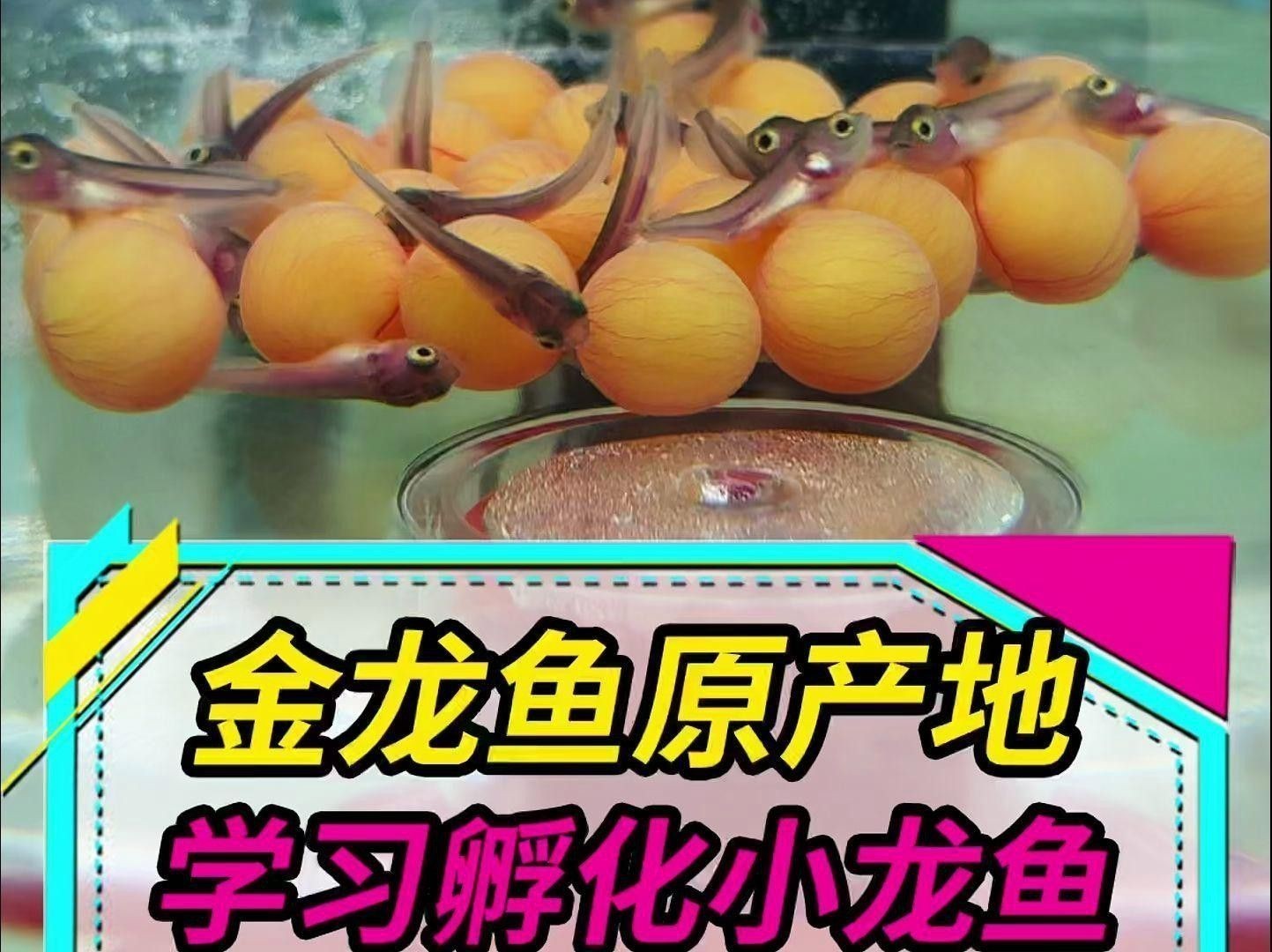 如何設(shè)置金龍魚繁殖缸的光照？