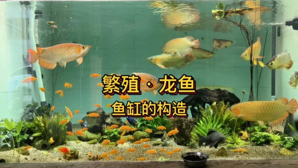 如何設置金龍魚繁殖缸的光照？