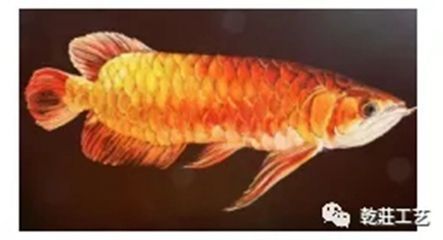 金龍魚一天吃多少蝦：金龍魚一天吃多少？