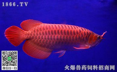 金龍魚從魚苗長到成年要多久：金龍魚從魚苗長到成年所需時間因素而異 金龍魚從魚苗長到成年要多久：金龍魚從魚苗長到成年所需時間因素而異 龍魚百科 第3張