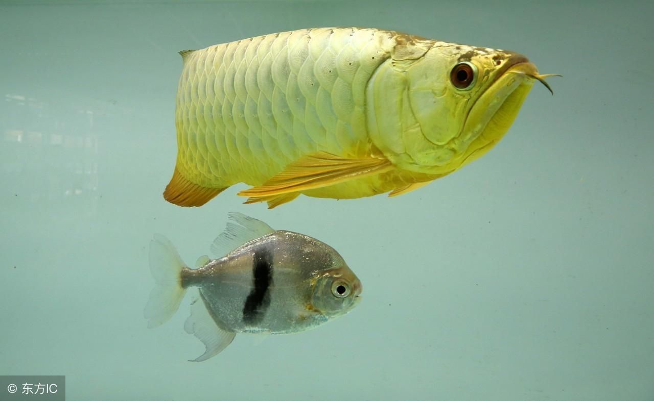 金龍魚從魚苗長到成年要多久：金龍魚從魚苗長到成年所需時間因素而異 金龍魚從魚苗長到成年要多久：金龍魚從魚苗長到成年所需時間因素而異 龍魚百科 第7張