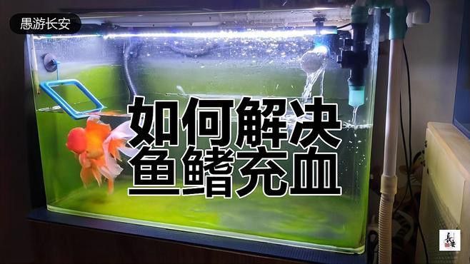 如何判斷紅龍魚胸鰭是否感染？