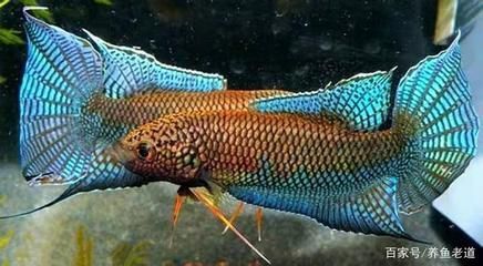 和曼龍魚混養(yǎng)的魚（曼龍魚能和什么魚混養(yǎng)）