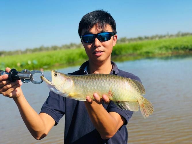 澳洲金龍魚圖片