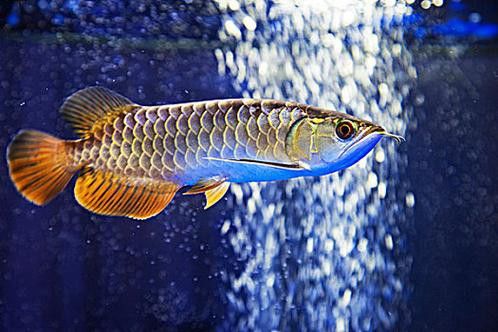 澳洲金龍魚圖片