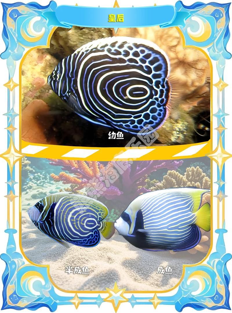 澳洲金龍魚圖片