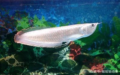 怎么樣養銀龍魚又白又亮：養銀龍魚需要注意以下幾個方面以確保它們既健康又美麗