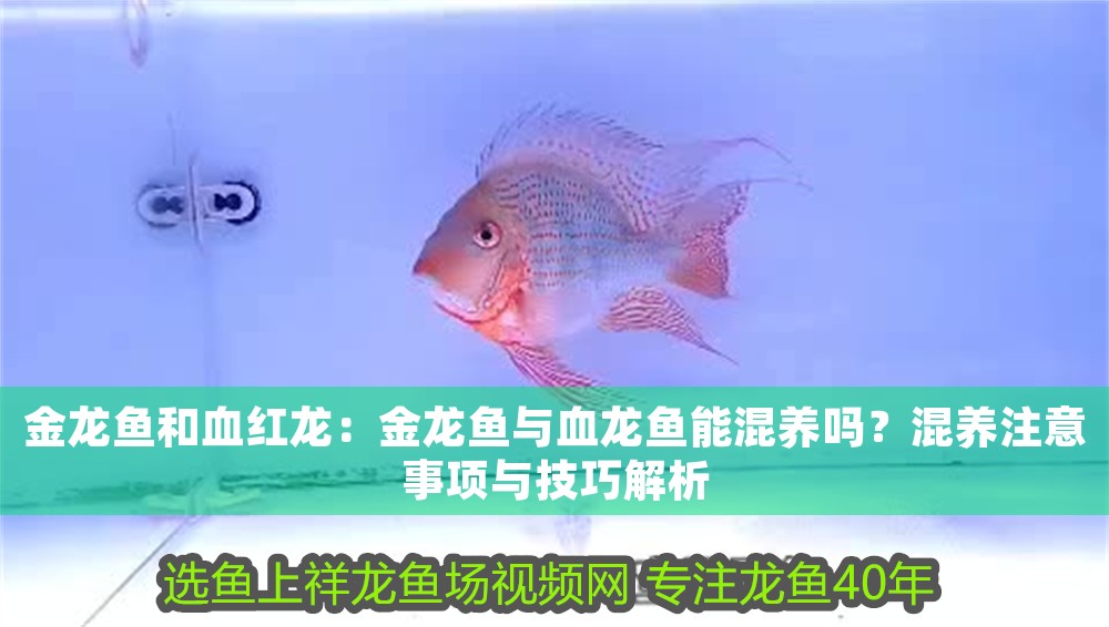 金龍魚和血紅龍：金龍魚與血龍魚能混養嗎？混養注意事項與技巧解析