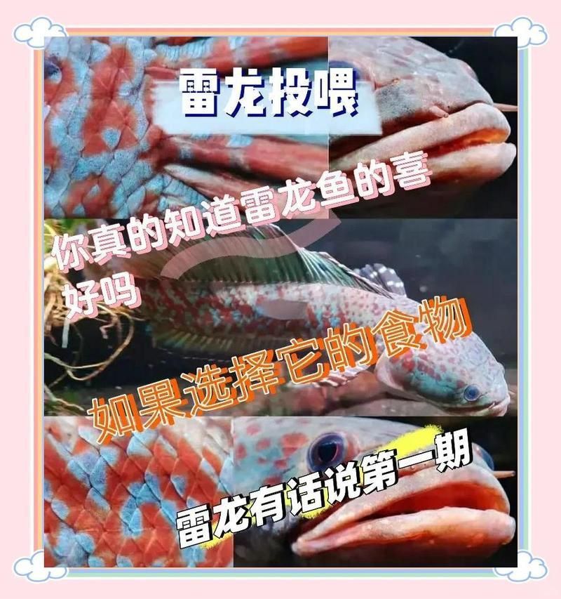 雷龍飼料十大排名