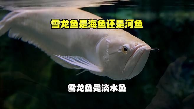 雪龍魚的特點是什么？