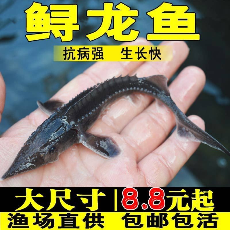 高陵龍魚專賣店