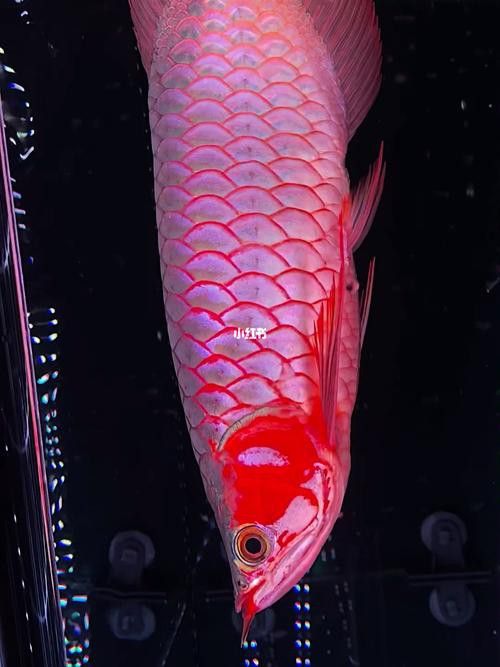紅龍魚高清壁紙圖片 紅龍魚高清壁紙圖片 龍魚百科 第21張