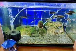 龍魚入缸后注意事項有哪些：養龍魚需要注意多個方面，龍魚入缸后注意事項有哪些