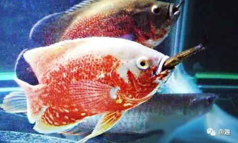 龍魚煮幾分鐘就熟了：龍魚煮熟時間主要取決于其烹飪方式和具體品種和具體品種