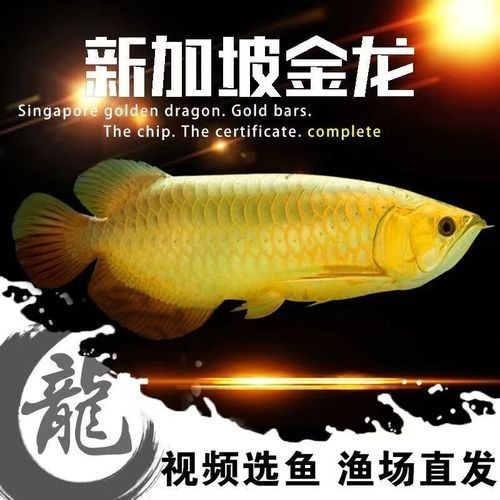 高背金龍魚會發色嗎圖片大全 高背金龍魚會發色嗎圖片大全 龍魚百科 第15張