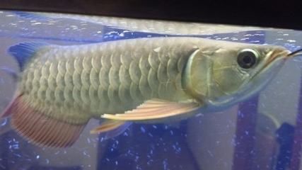 龍魚狀態很好不吃食怎么回事：龍魚不吃食可能由多種原因引起