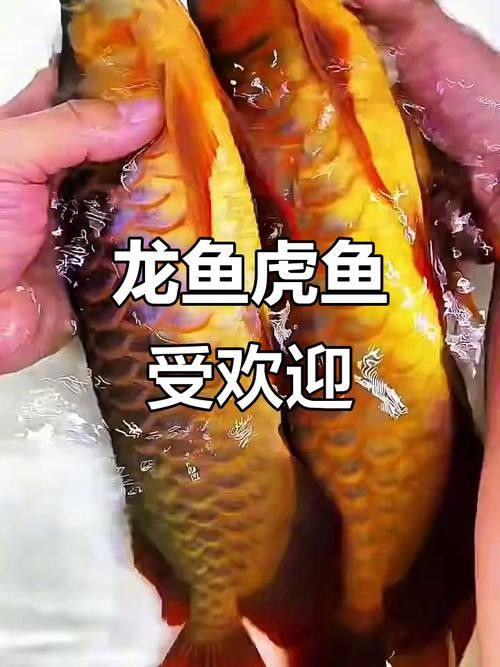 金龍魚與虎魚混養(yǎng)好不好呢圖片