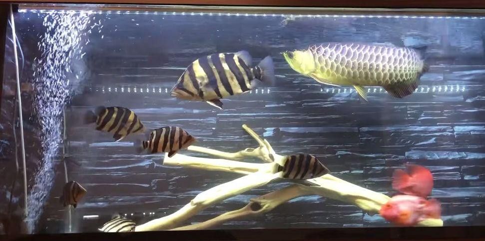 金龍魚與虎魚混養(yǎng)好不好呢圖片