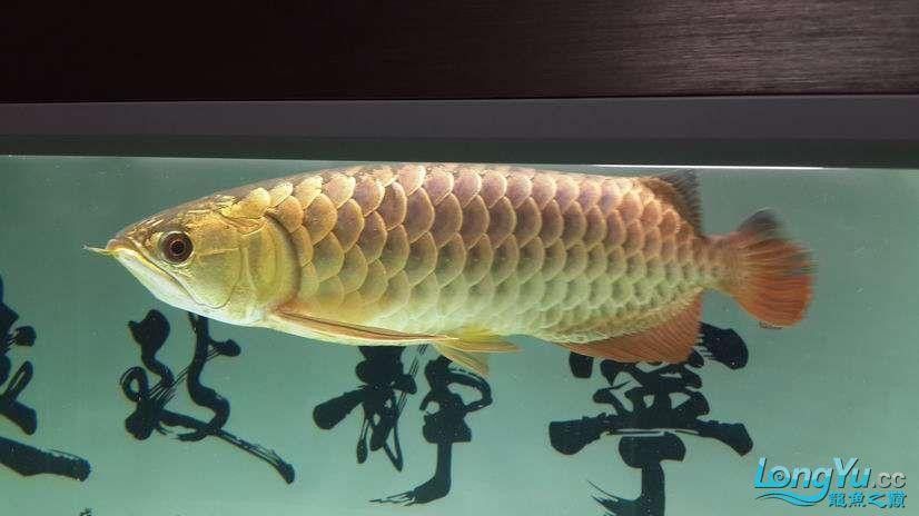 金龍魚與虎魚混養(yǎng)好不好呢圖片