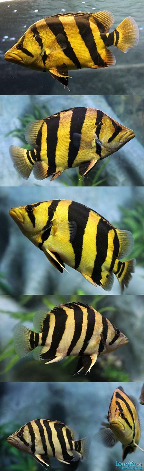金龍魚與虎魚混養(yǎng)好不好呢圖片