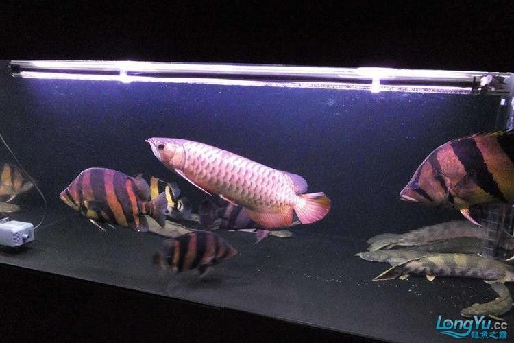 金龍魚與虎魚混養(yǎng)好不好呢圖片