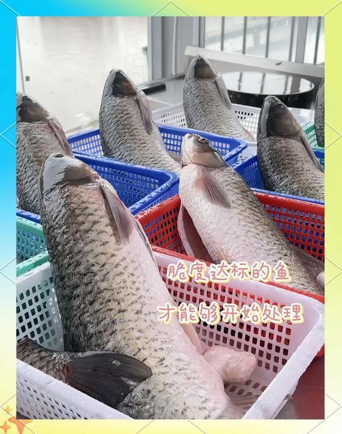 烏龍魚是什么魚圖片欣賞
