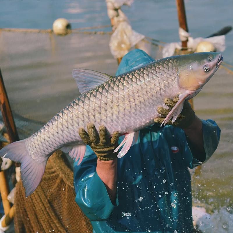 烏龍魚是什么魚圖片欣賞