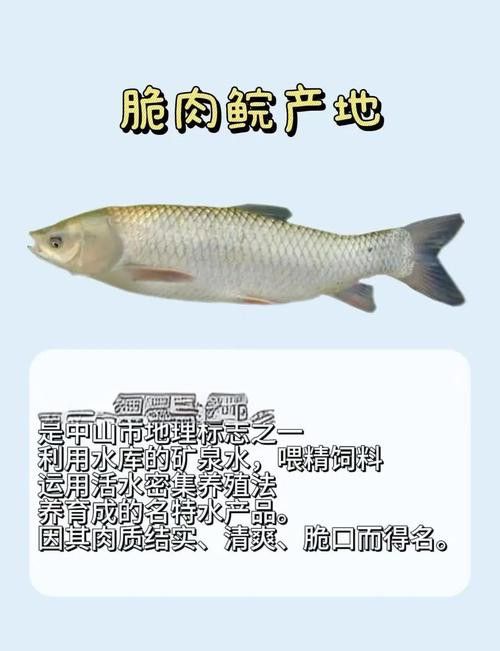烏龍魚是什么魚圖片欣賞