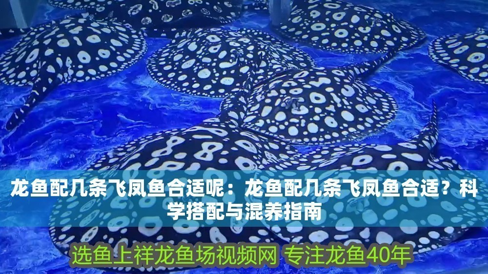 龍魚配幾條飛鳳魚合適呢：龍魚配幾條飛鳳魚合適？科學搭配與混養指南