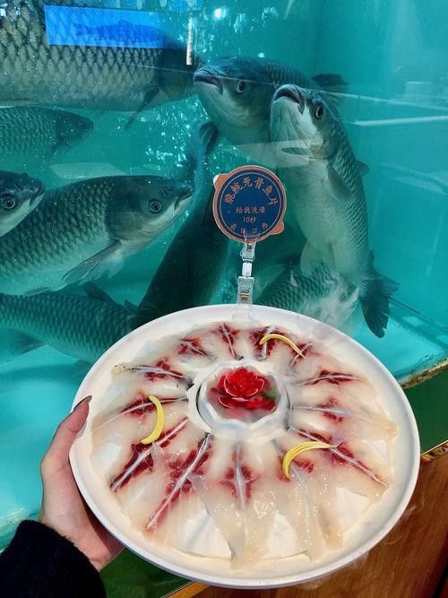 烏龍魚是什么魚圖片欣賞