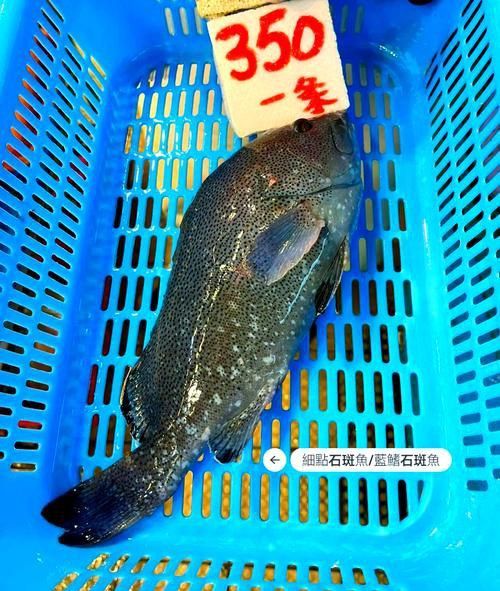 藍斑魚圖片
