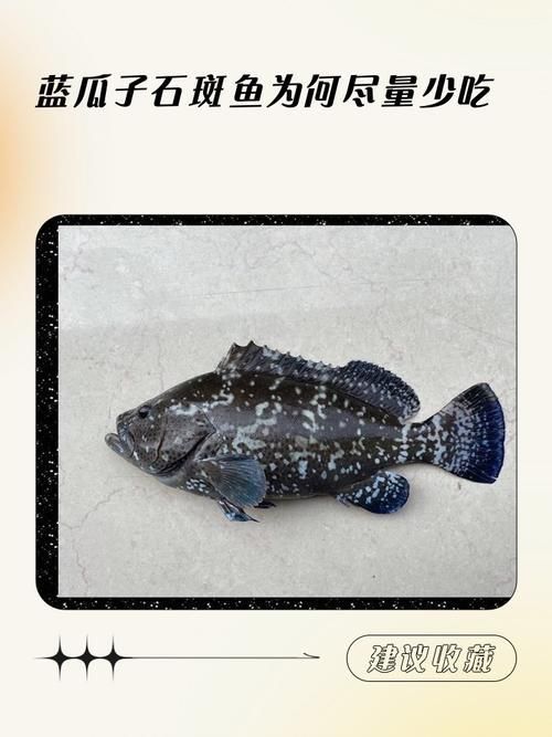 藍斑魚圖片